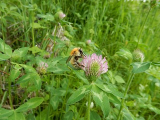 写真：蜜を吸うハチ