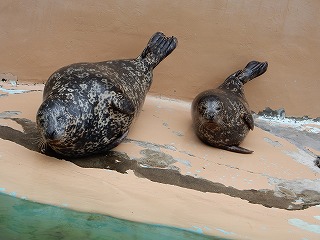 写真：ゼニガタアザラシ（6月26日）