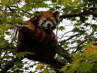 写真：レッサーパンダ