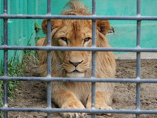 写真：ライオン