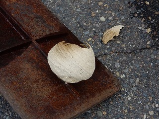 写真：駆除したスズメバチの巣