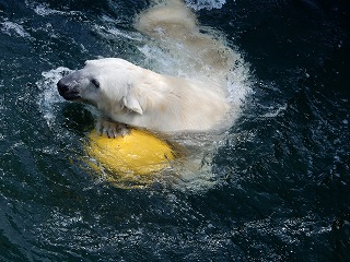 写真：ホッキョクグマ7