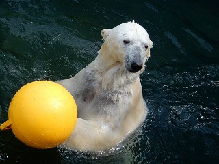 写真：ホッキョクグマ8