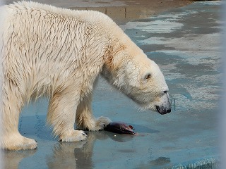 写真：ホッキョクグマ9