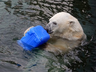 写真：ホッキョクグマ10