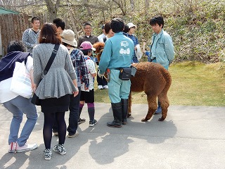 写真：アルパカ散歩