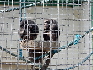写真：チンパンジー