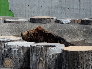 写真：ヒグマ2