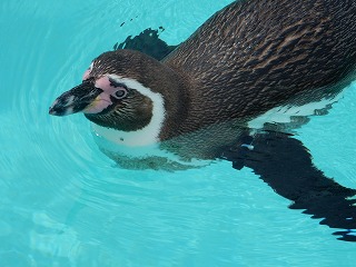 写真：フンボルトペンギン1