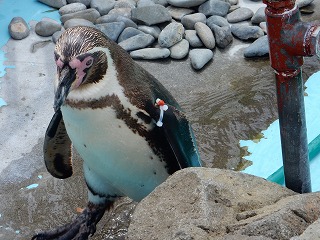 写真：フンボルトペンギン2