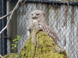 写真：5月14日シマフクロウ2