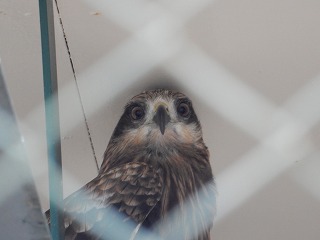 写真：トビ