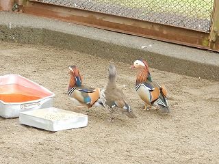 写真：オシドリ