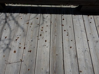 写真：木道上に落ちたヤチダモの葯