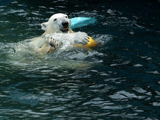 写真：ホッキョクグマ4