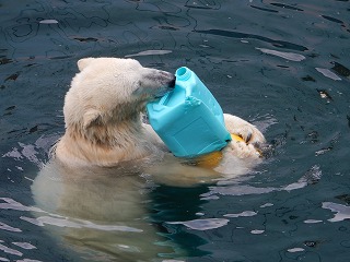 写真：ホッキョクグマ5