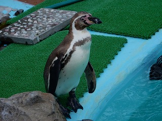 写真：プールサイドに立つペンギン