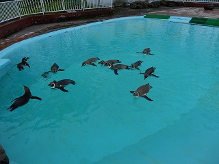 写真：プールで泳ぐペンギン