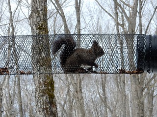 写真：トンネルに出てきていたエゾリス2