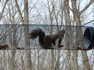 写真：トンネルに出てきていたエゾリス1