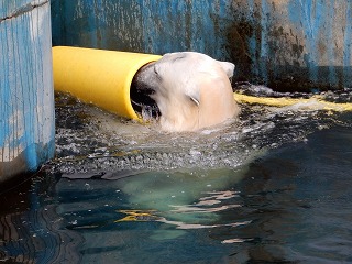 写真：ホッキョクグマ7