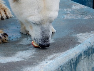 写真：ホッキョクグマ14