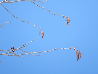 写真：ケヤマハンノキの花1