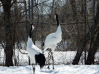 写真：タンチョウの夫婦