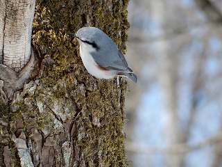 写真：ゴジュウカラ1