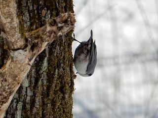 写真：ゴジュウカラ2