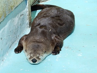 写真：カナダカワウソ