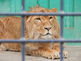 写真：ライオン3