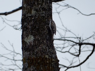 写真：キバシリ1