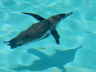 写真：プールで泳ぐペンギン2
