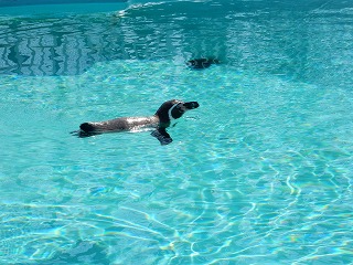 写真：プールで泳ぐペンギン1