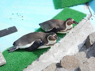 写真：ペンギン2