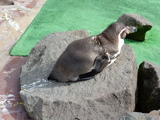 写真：ペンギン4