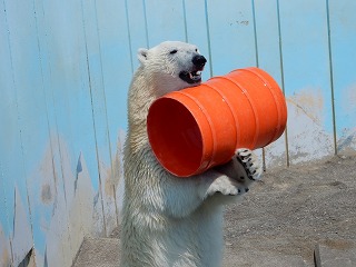 写真：ホッキョクグマ2