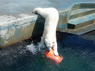 写真：ホッキョクグマ4