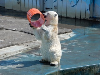 写真：ホッキョクグマ1