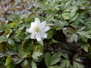 写真：ウラホロイチゲ