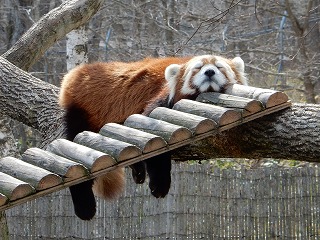 写真：レッサーパンダ1