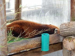 写真：レッサーパンダ2