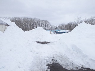 写真：大雪の積もった園内