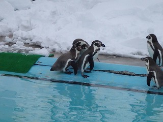 写真：ペンギンたち