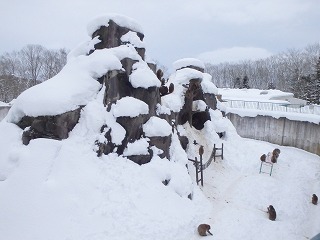 写真：雪が積もったサル山1