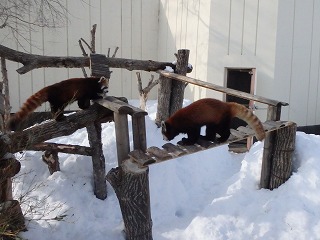 写真：レッサーパンダ2