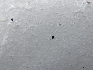 写真：雪の上に小さい虫