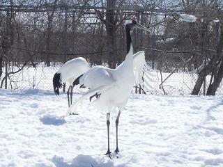 写真：タンチョウ2