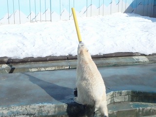 写真：ホッキョクグマ1